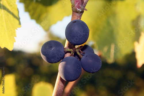 Photo: small grape cluster small grape cluster