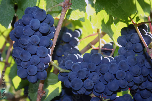 Photo: ripe pinot noir grapes ripe pinot noir grapes