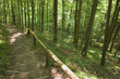 forest 1