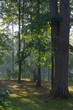 fog in a maple grove