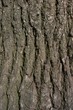 bark of an old linden