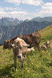alpine bovine