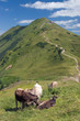 alpine cattle