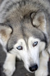 portrait of husky dog