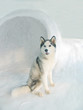 husky in igloo