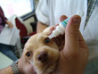 puppy eye drops