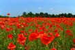 Photos : poppies field