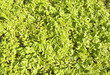 grass in which the mosquitoes live