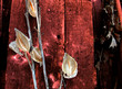 milkweed