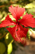red hibiscus