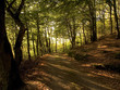 forest path in evening sunlight