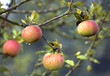 pommes