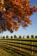 fall fenceline