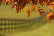 autumn maple