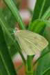 schmetterling