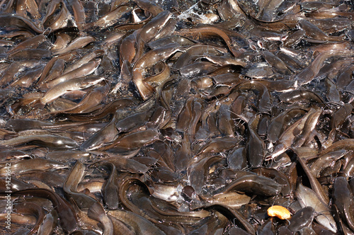 india, chennai: indouist temple; cat fish in the lake