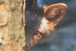 fox peek 2