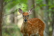 summer fawn 4
