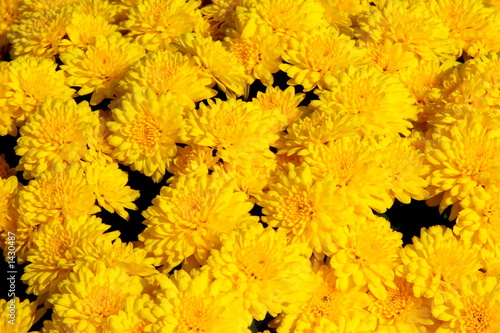 Photo: yellow chrysanthemum background yellow chrysanthemum background