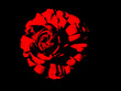 blüte rot schwarz