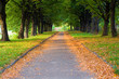 alley in the park