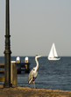 blue heron