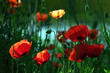 backlit poppies