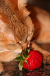 smell the strawberry
