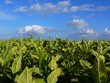 tobacco plantation tobacco plantation