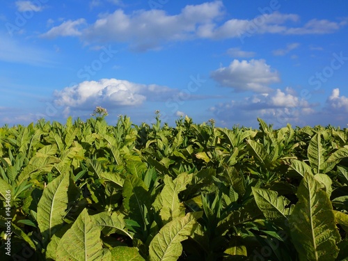 Photo: tobacco plantation tobacco plantation