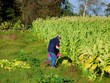 tobacco plantation