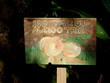 100 year old mango tree sign