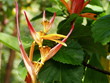 hawaiian flower
