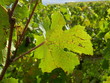 feuille de vigne