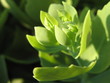 Foto: green green
