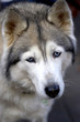 sad and lonely dog