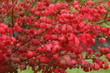 autumn foliage