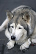 portrait of old husky dog