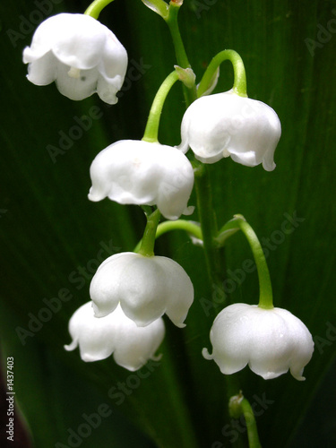 Photo: lily os the valley lily os the valley