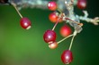 red crab-apple closeup