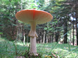 Foto: fliegenpilz fliegenpilz