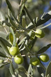 olives