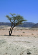 accacia