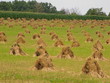 wheat field