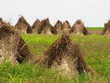 Photo: swheat in shock swheat in shock