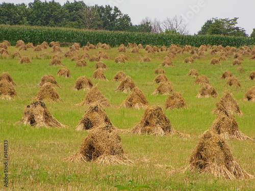 Photo: wheat field wheat field