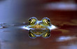 wasserfrosch5