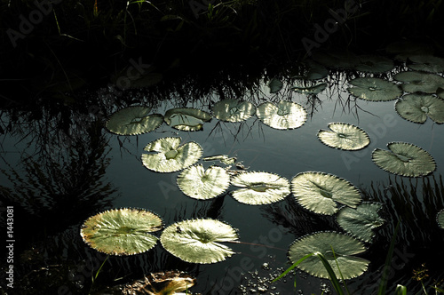 india, kerala: water lily india, kerala: water lily