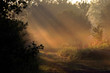 morning rays