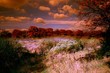 mistery meadow